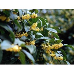 四川黃楊批發|品種純的成都桂花優選溫江華成園藝