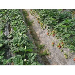 地膜生產廠家推*：嘉地膜公司